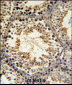 SPG16 Antibody (Center)