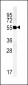 TMM79 Antibody  (C-term)