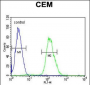 Tnks 2 Antibody (C-term)