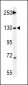 Tnks 2 Antibody (C-term)