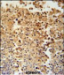 STAMBPL1 Antibody (Center)