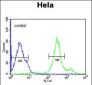 CYC1 Antibody (C-term)