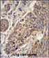 CYC1 Antibody (C-term)