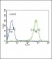 DLAT Antibody (C-term)