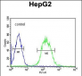 SFRS16 Antibody (Center)