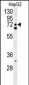 SFRS16 Antibody (Center)