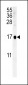 SIKE Antibody (C-term)