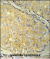 SDHAF1 Antibody (Center)