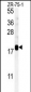 SDHAF1 Antibody (Center)