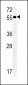 PTAFR Antibody (C-term)