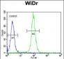 DAAM1-T361 Antibody (N-term)