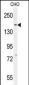 DAAM1-T361 Antibody (N-term)