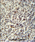 LSP1 Antibody (Center)