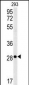 EpCAM Antibody (N-term)