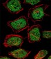 NR3C1 Antibody (Center)