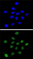 DKC1 Antibody (Center)