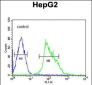 USP17L24 Antibody (C-term)