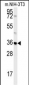 MTCH2 Antibody (N-term)