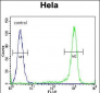 KLF17 Antibody  (C-term)