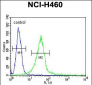 GIT1 (Y554) Antibody (C-term)