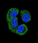 NLK-T286 Antibody (Center)