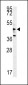 NLK-T286 Antibody (Center)