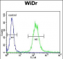 IGF1R Antibody (N-term K66)