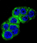 IGF1R Antibody (N-term K66)