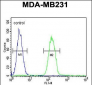 PHLPP2 Antibody (C-term)
