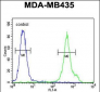 CD1E Antibody (Center)