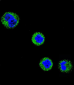 CD1E Antibody (Center)