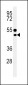 CD1E Antibody (Center)