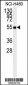 ALDH1A1 Antibody