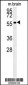 AKT2 Antibody