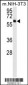 AKT3 Antibody