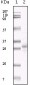 CD3 Antibody