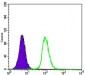 4E-BP1 Antibody