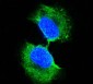 4E-BP1 Antibody