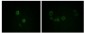 Vimentin Antibody