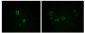 Vimentin Antibody