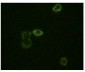 CD34 Antibody