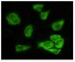 GSK3 alpha Antibody