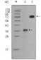 BNP Antibody