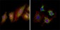 EphB3 Antibody