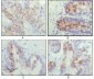 EphB2 Antibody