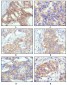 ESR1 Antibody