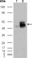 ALCAM Antibody