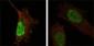 PARL Antibody