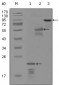 ERBB3 Antibody