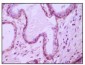 EphA3 Antibody